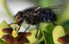 Calliphora vicina